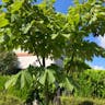 Chinese bottle tree (Firmiana simplex)-i