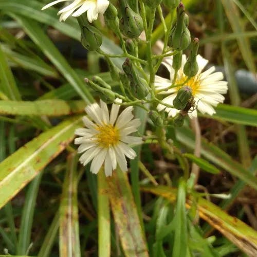 アキノノゲシ（秋野芥子） (Lactuca indica)-i