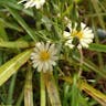 アキノノゲシ（秋野芥子） (Lactuca indica)-i