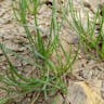 American shoreweed (Littorella uniflora)-i