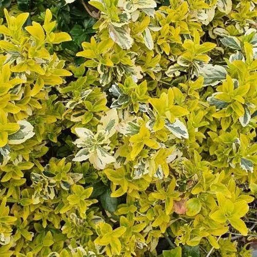 ツルマサキ（蔓柾） (Euonymus fortunei)-i