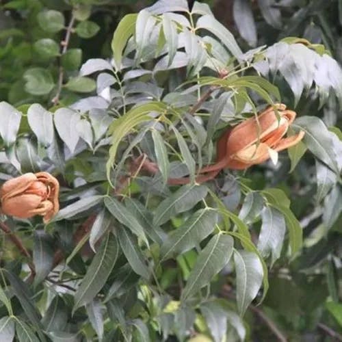 Honduran mahogany (Swietenia macrophylla)-i