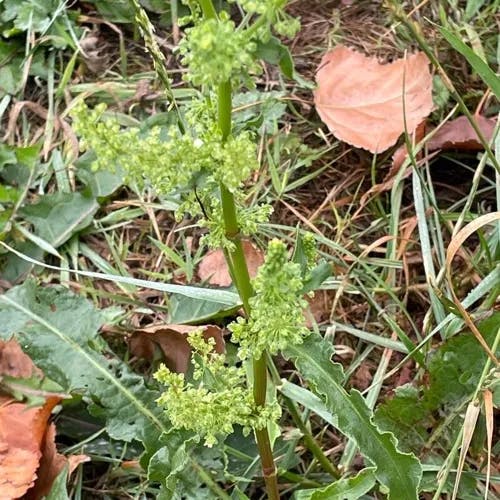 アレチギシギシ（荒地羊蹄） (Rumex conglomeratus)-i