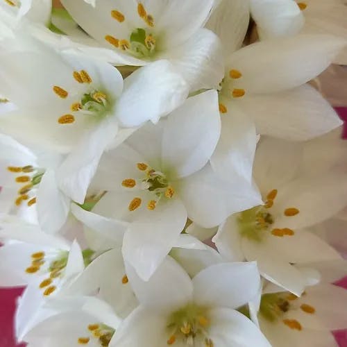 Christmas-lily (Ornithogalum thyrsoides)-i