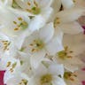 Christmas-lily (Ornithogalum thyrsoides)-i