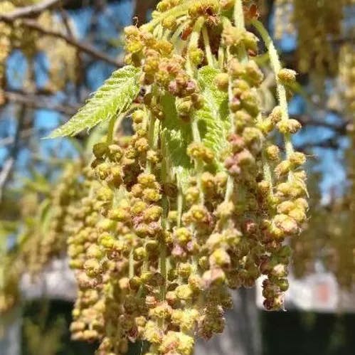 Chestnut-leaf oak (Quercus castaneifolia)-i