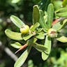 タチバナモドキ（橘擬） (Pyracantha angustifolia)-i