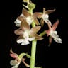 キリシマエビネ（霧島海老根） (Calanthe aristulifera)-i