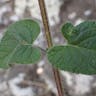 ベニバナサルビア（紅花サルビア） (Salvia coccinea)-i