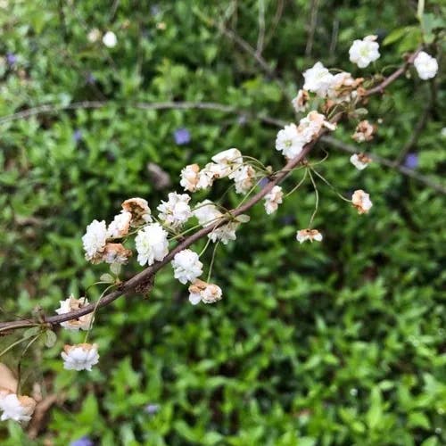 ニワザクラ（庭桜） (Prunus glandulosa)-i