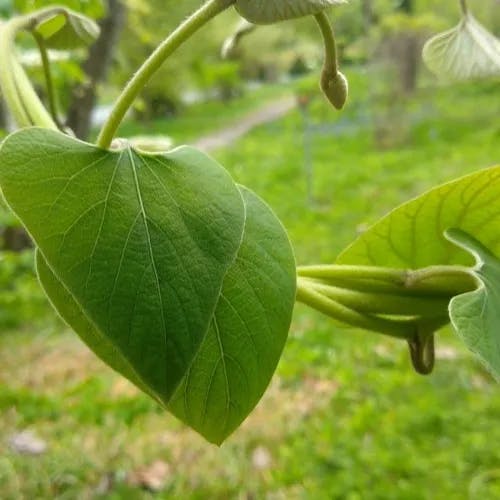 オオバウマノスズクサ（大葉馬鈴草） (Aristolochia kaempferi)-i