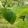 オオバウマノスズクサ（大葉馬鈴草） (Aristolochia kaempferi)-i