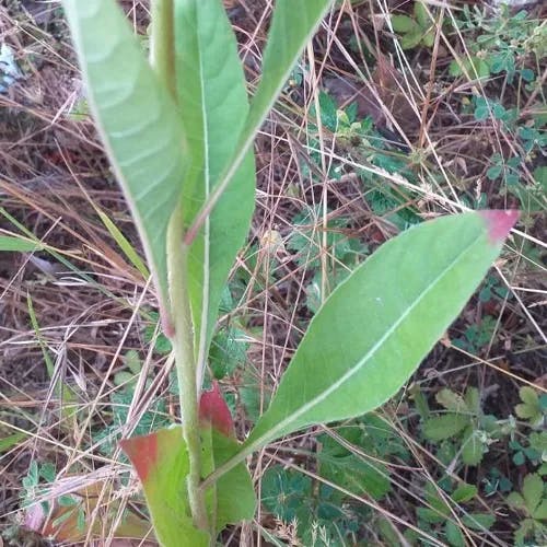 メマツヨイグサ（雌待宵草） (Oenothera biennis)-i