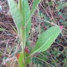 メマツヨイグサ（雌待宵草） (Oenothera biennis)-i