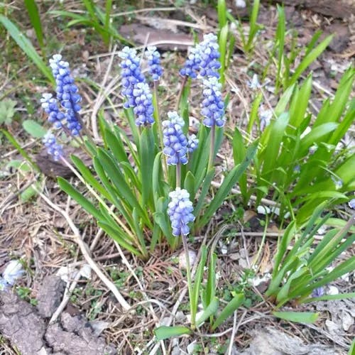 ルリムスカリ（瑠璃ムスカリ） (Muscari botryoides)-i