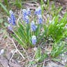 ルリムスカリ（瑠璃ムスカリ） (Muscari botryoides)-i