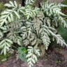 ホコシダ（ホコシダ） (Pteris ensiformis)-i