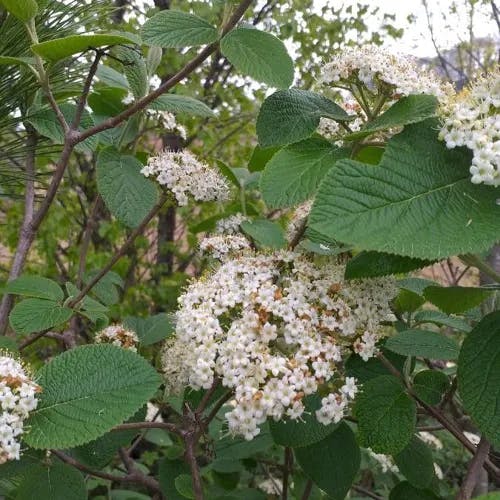 Mealytree (Viburnum lantana)-i