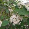 Mealytree (Viburnum lantana)-i