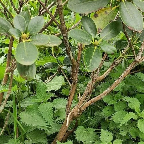 キバナシャクナゲ（黄花石楠花） (Rhododendron aureum)-i