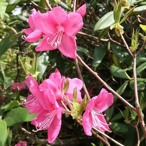 ミヤマツツジ（深山躑躅） (Rhododendron albrechtii)-i