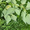 Alternate-leaf dogwood (Cornus alternifolia)-i