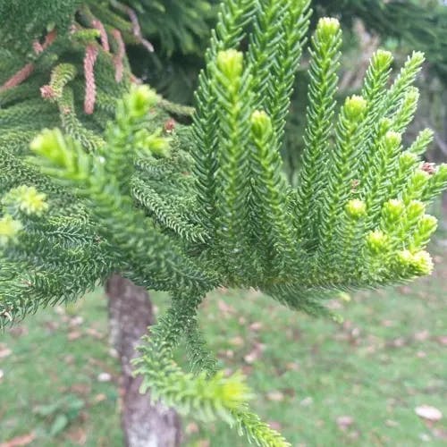 ナンヨウスギ（南洋杉） (Araucaria cunninghamii)-i