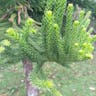 ナンヨウスギ（南洋杉） (Araucaria cunninghamii)-i