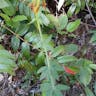 Panther lily (Lilium pardalinum)-i