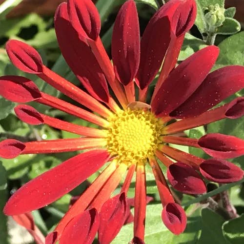 ナカガワノギク（那賀川野菊） (Chrysanthemum yoshinaganthum)-i