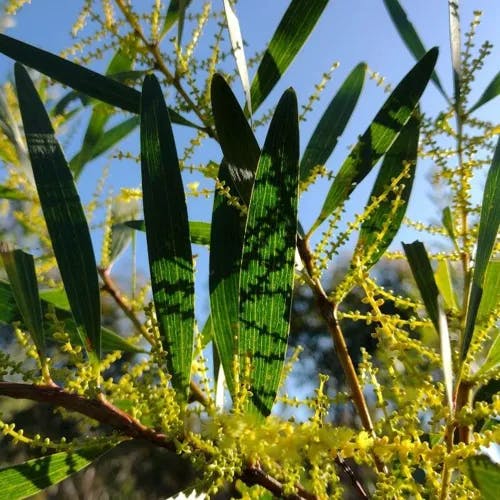 ナガバアカシア（長葉アカシア） (Acacia longifolia)-i