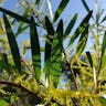 ナガバアカシア（長葉アカシア） (Acacia longifolia)-i