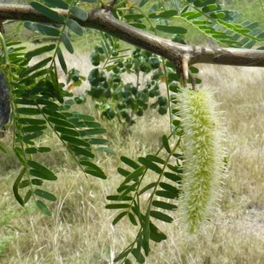 Algarroba-bean