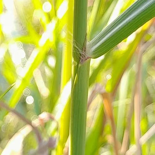 タチスズメノヒエ（立雀稗） (Paspalum urvillei)-i