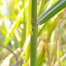 タチスズメノヒエ（立雀稗） (Paspalum urvillei)-i