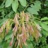 American ash (Fraxinus americana)-i