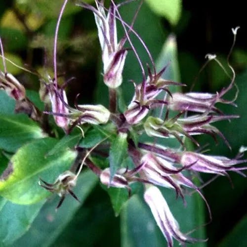 クサキョウチクトウ（草夾竹桃） (Phlox paniculata)-i