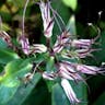 クサキョウチクトウ（草夾竹桃） (Phlox paniculata)-i