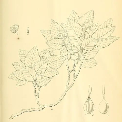 イワシデ（岩四手） (Carpinus turczaninovii)-i