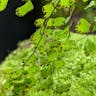 Delta maidenhair fern (Adiantum raddianum)-i