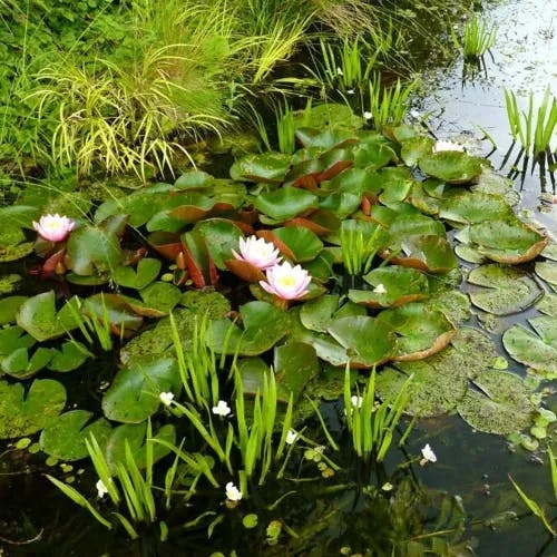 White water-lily (Nymphaea alba)-i