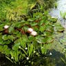 セイヨウスイレン（西洋睡蓮） (Nymphaea alba)-i