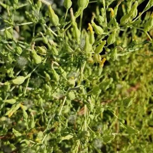 レタス (Lactuca sativa)-i