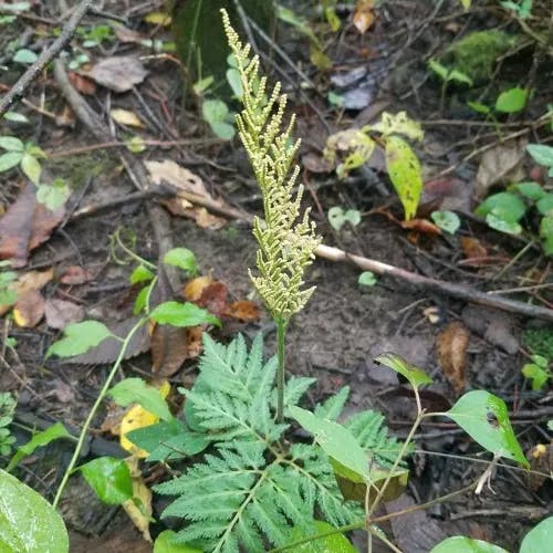 ナツノハナワラビ（夏花蕨） (Botrychium virginianum)-i