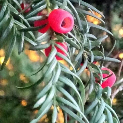 ヨーロッパイチイ（欧羅巴一位） (Taxus baccata)-i