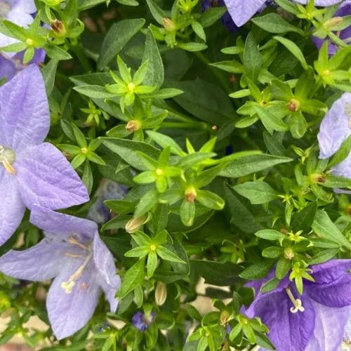 ニワギキョウ（庭桔梗） (Campanula carpatica)-i