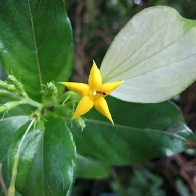 コンロンカ（崑崙花）