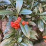 タイトウカマツカ（タイトウ鎌柄） (Pyracantha koidzumii)-i