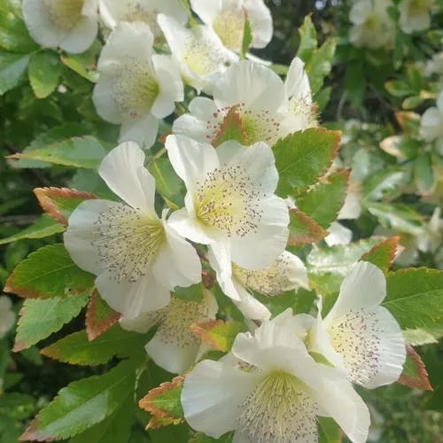 Ulmo (Eucryphia cordifolia)-i