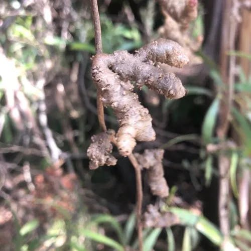 アカザカズラ（藜蔓） (Anredera cordifolia)-i